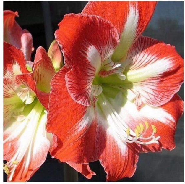 16334E38-0BFC-4D3F-A9C5-25212981917F - Crini de ghiveci