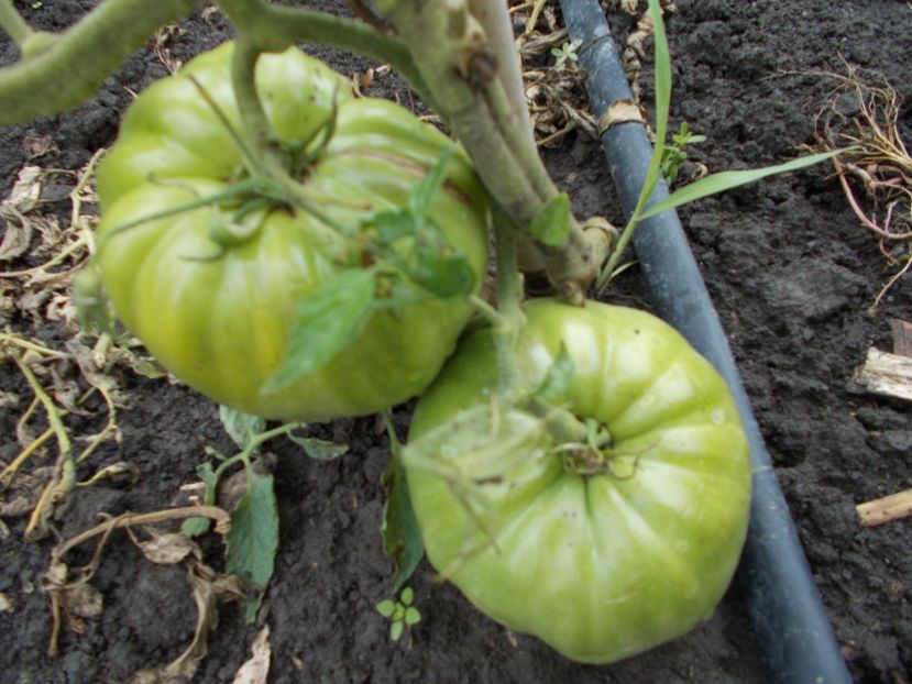  - SEMINTE ROSII - DAR ROZ