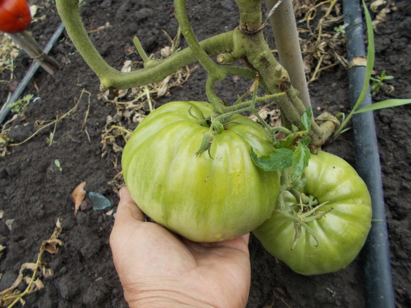  - SEMINTE ROSII - DAR ROZ