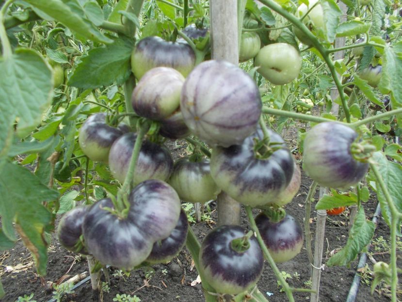  - SEMINTE ROSII - GREAT YELLOW BLUE