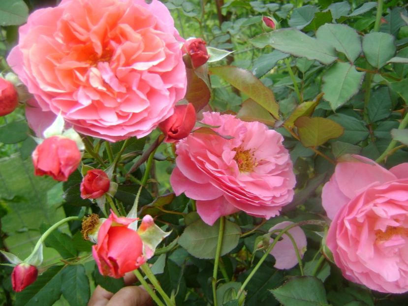  - Festival des jardins de chaumont 2019