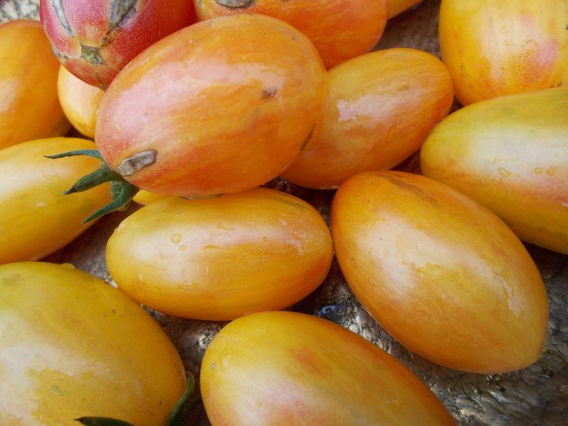  - SEMINTE ROSII - BLUSH