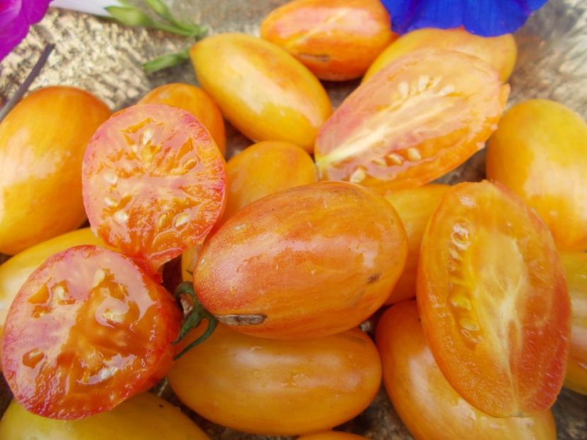  - SEMINTE ROSII - BLUSH