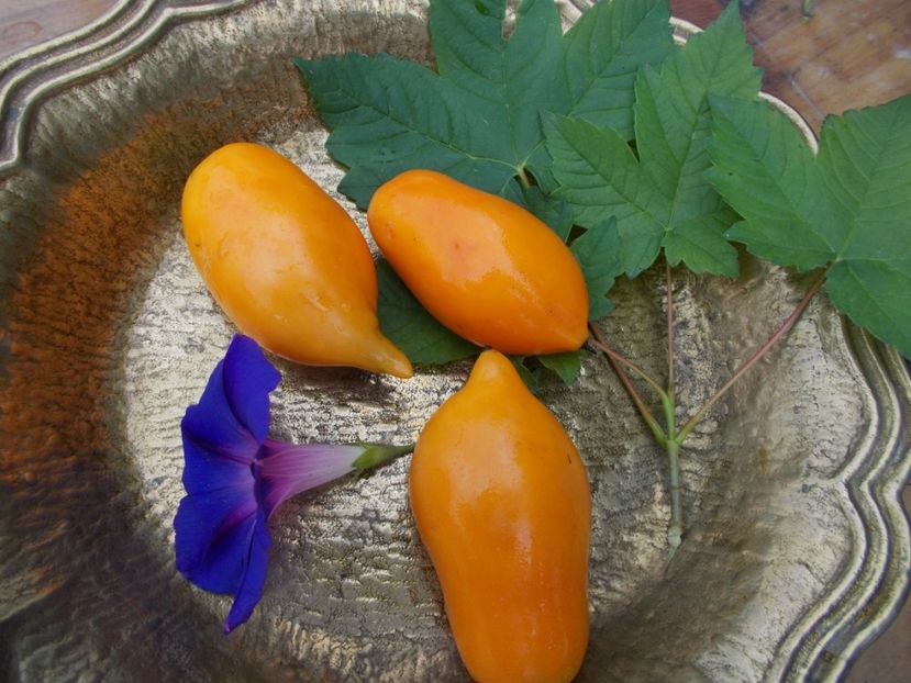  - SEMINTE ROSII - BURATINO