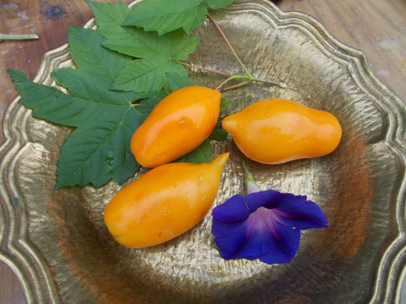  - SEMINTE ROSII - BURATINO