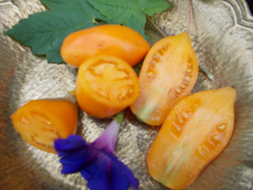  - SEMINTE ROSII - BURATINO