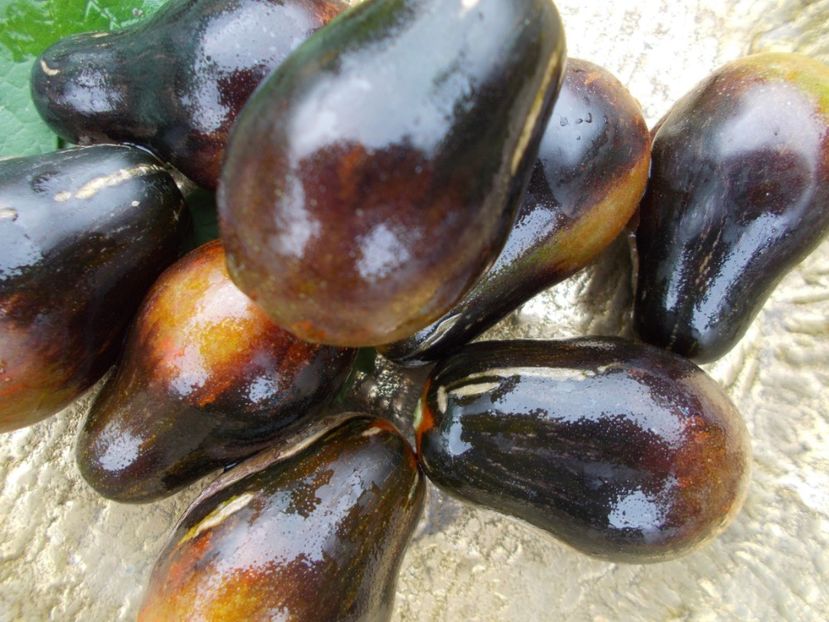  - SEMINTE ROSII - BLUE KEYES