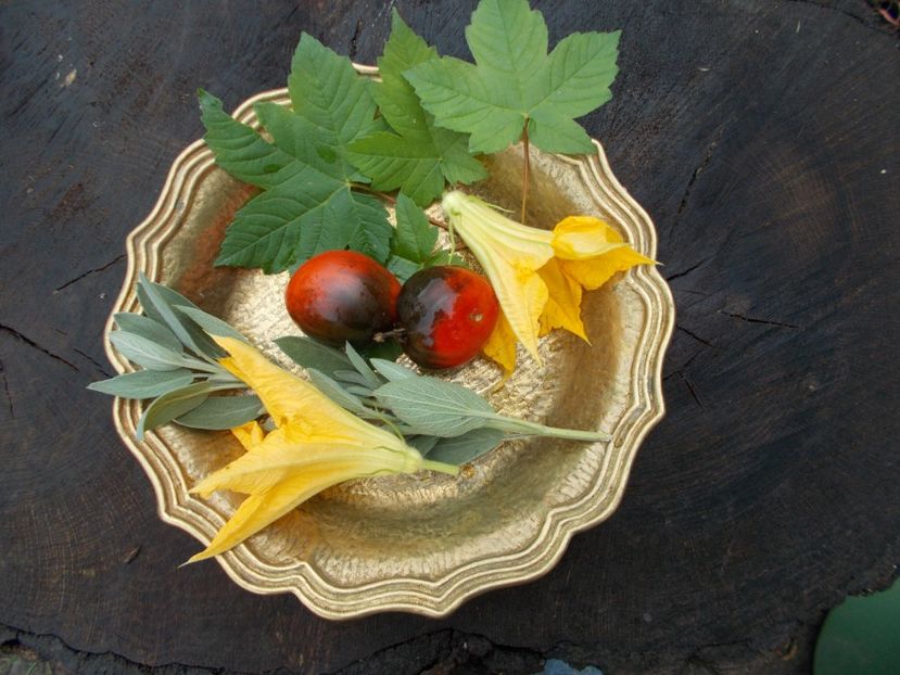  - SEMINTE ROSII - PASCAL DE PICARDIE