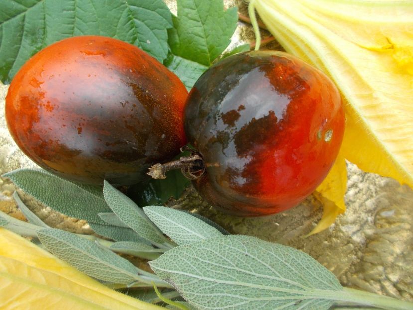  - SEMINTE ROSII - PASCAL DE PICARDIE