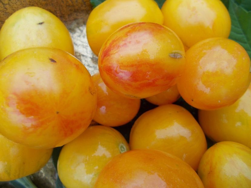  - SEMINTE ROSII - SUNRISE BUMBLEBEE