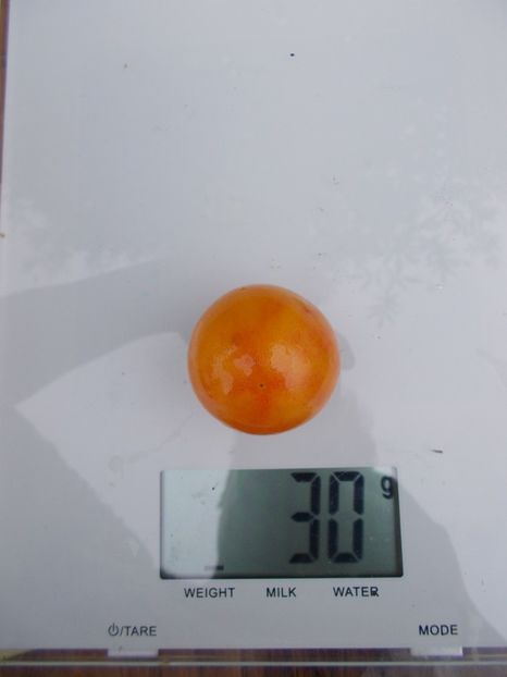  - SEMINTE ROSII - SUNRISE BUMBLEBEE