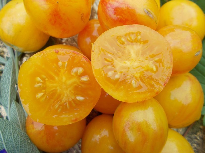  - SEMINTE ROSII - SUNRISE BUMBLEBEE