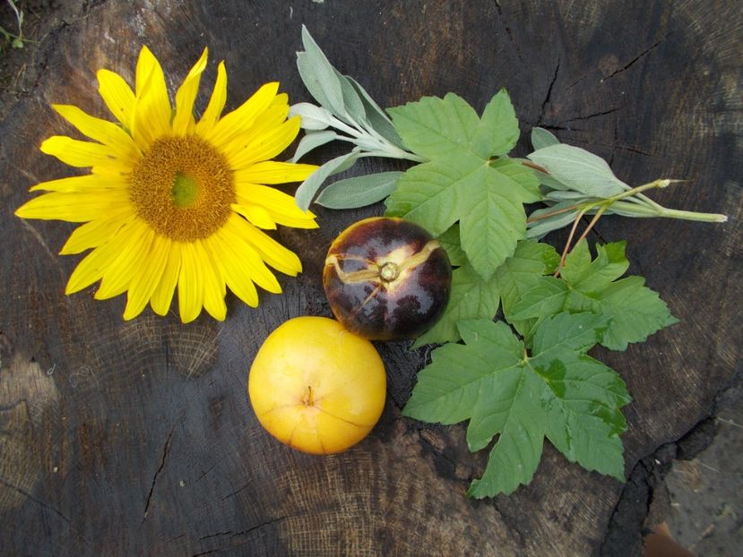  - SEMINTE ROSII - GREAT YELLOW BLUE