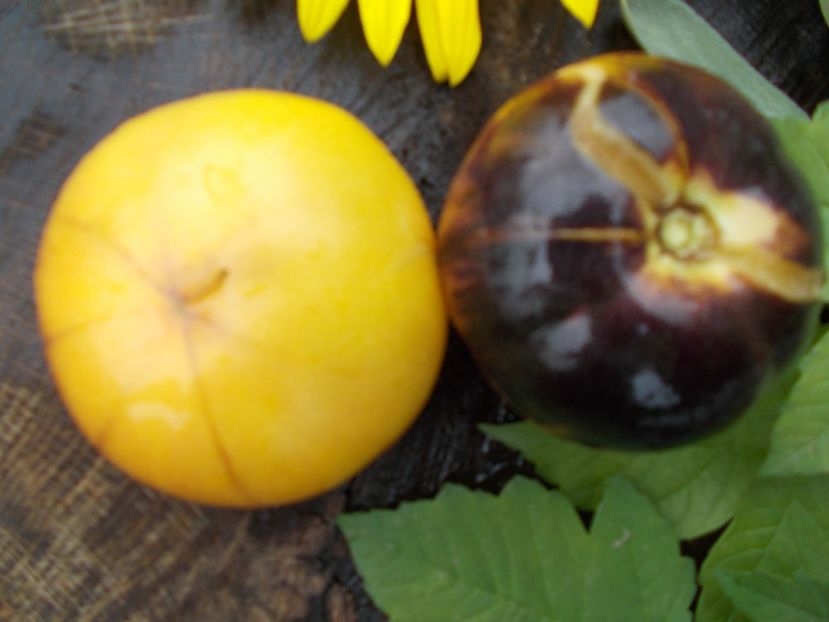  - SEMINTE ROSII - GREAT YELLOW BLUE