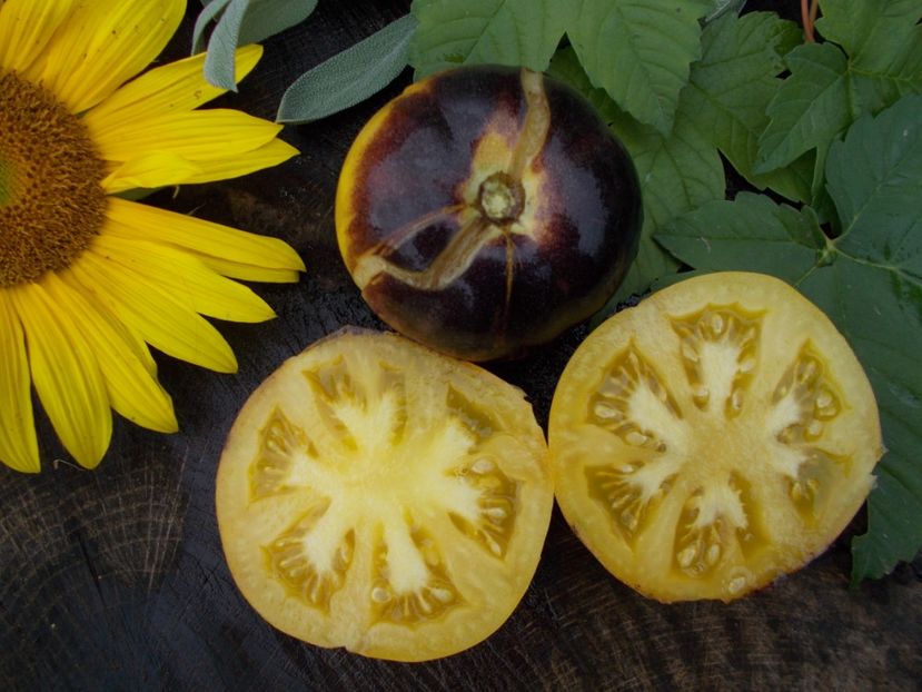  - SEMINTE ROSII - GREAT YELLOW BLUE