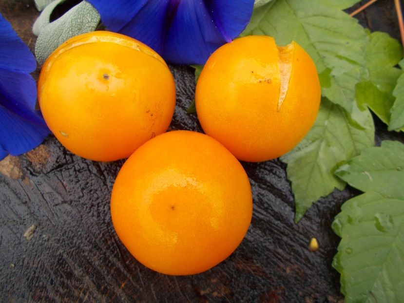  - SEMINTE ROSII - HAWAIIAN CHERRY ORANGE