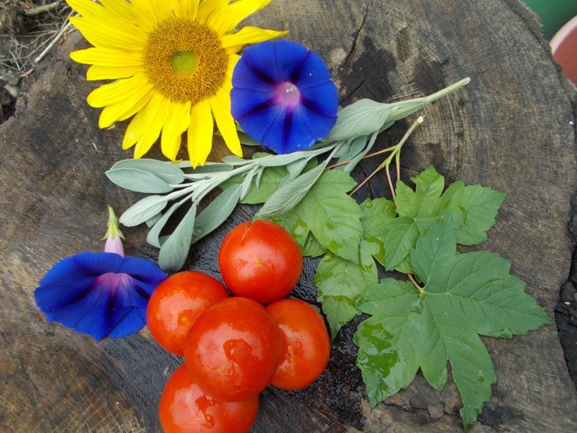  - SEMINTE ROSII - ICEBERG