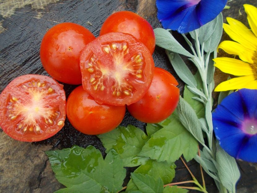  - SEMINTE ROSII - ICEBERG