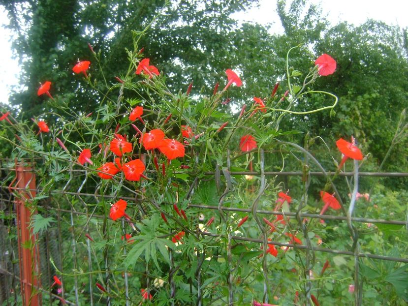  - 0 Ipomea quamoclit cardinalis planta urcatoare anuala 2018