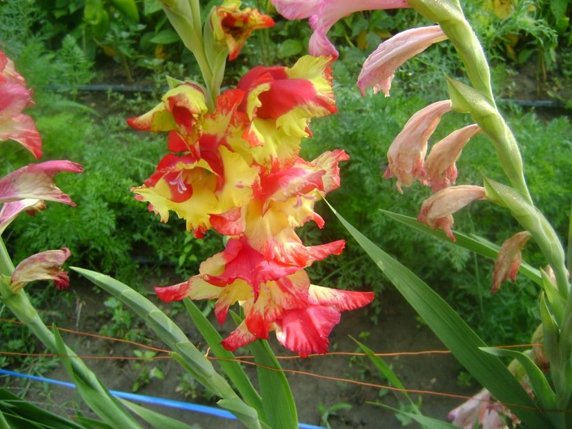  - 0 Gladiole si alte flori-