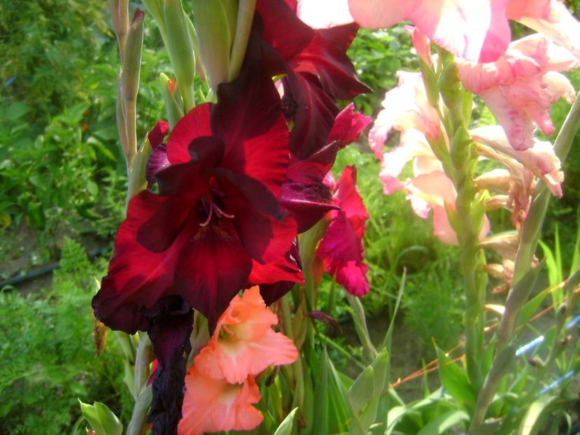  - 0 Gladiole si alte flori-