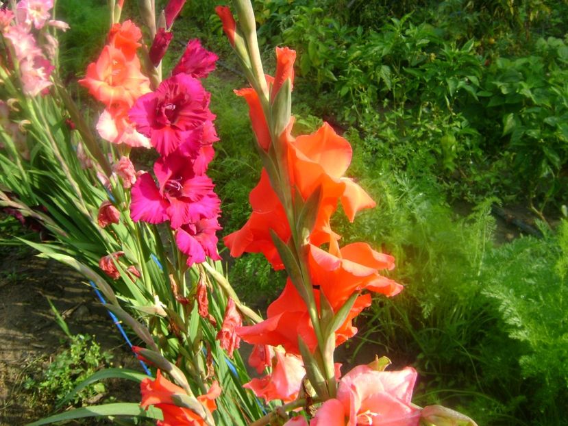  - 0 Gladiole si alte flori-