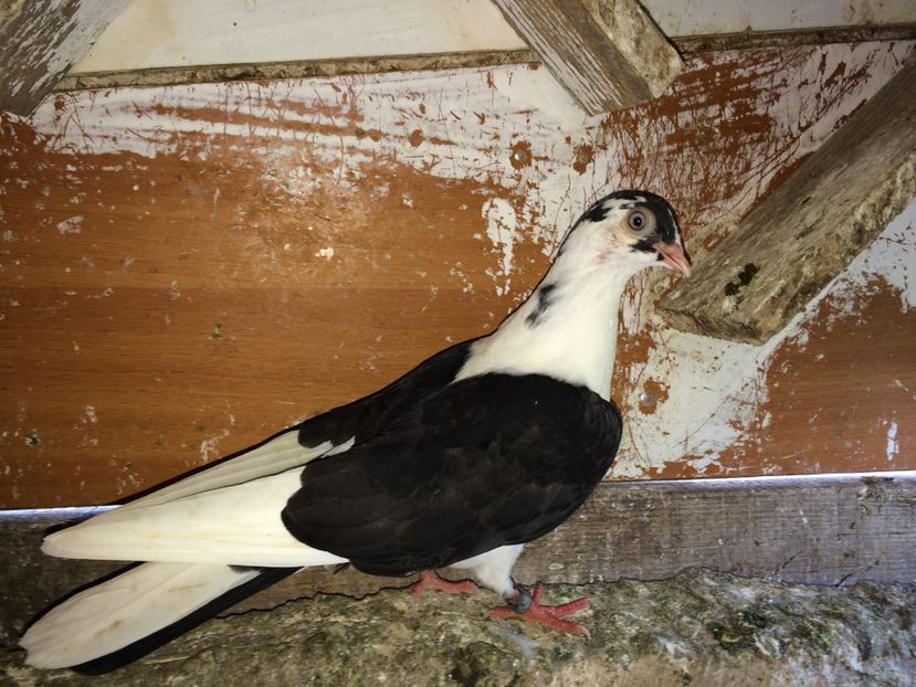 4526  femelă  2018 - Plecați ALBUM 2