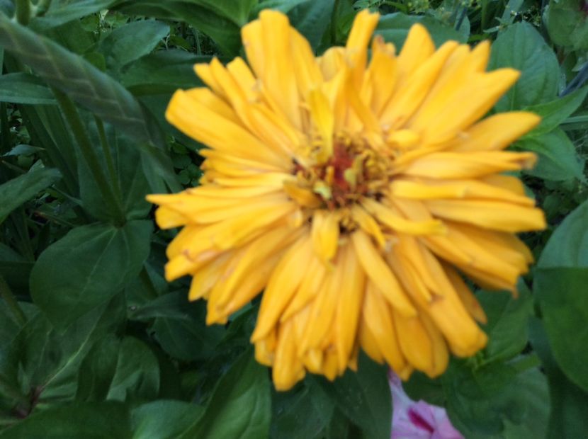 32A12A56-F4DD-4A71-AC5E-8FADE9E300D8 - Plante de gradina 2018