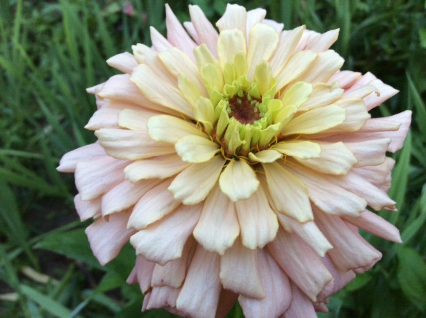 6F615117-E9DD-45EB-A361-B5C14988E4C6 - Plante de gradina 2018