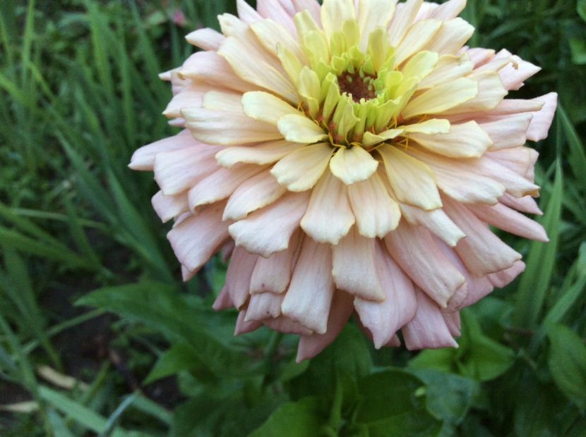 82828726-BC67-460A-BD80-D73C7E6E12F2 - Plante de gradina 2018