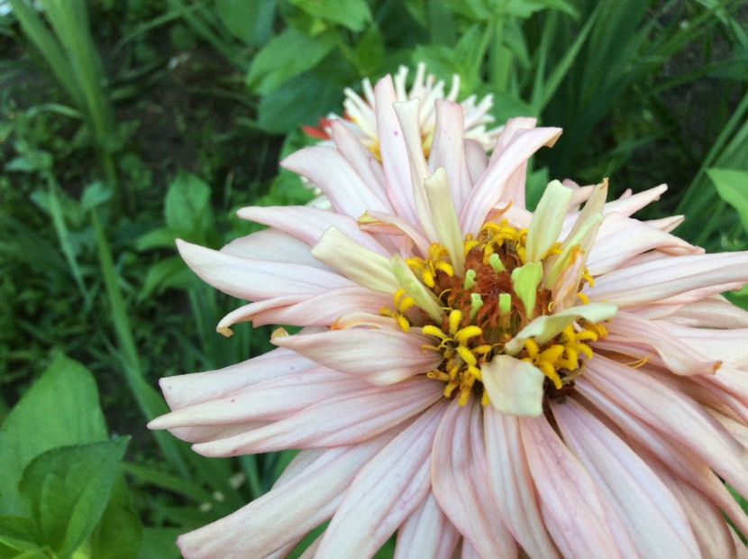 29172C8D-9478-4DDB-BB2A-2B208AC7203F - Plante de gradina 2018