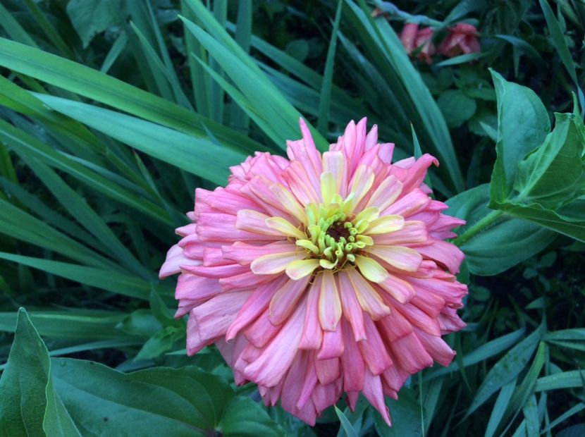 33F01C18-5E85-4FEE-BEED-46E788A06317 - Plante de gradina 2018