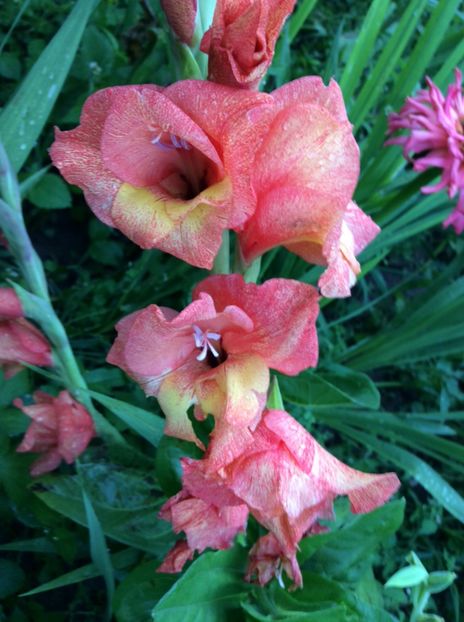 B436B9AF-D6EC-4F0E-B183-DBFE50E84ACD - Plante de gradina 2018