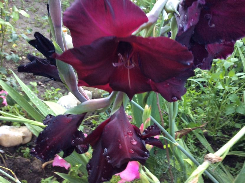 E7F70A32-A8EC-4DB3-A69B-7B8BD401E8A8 - Plante de gradina 2018