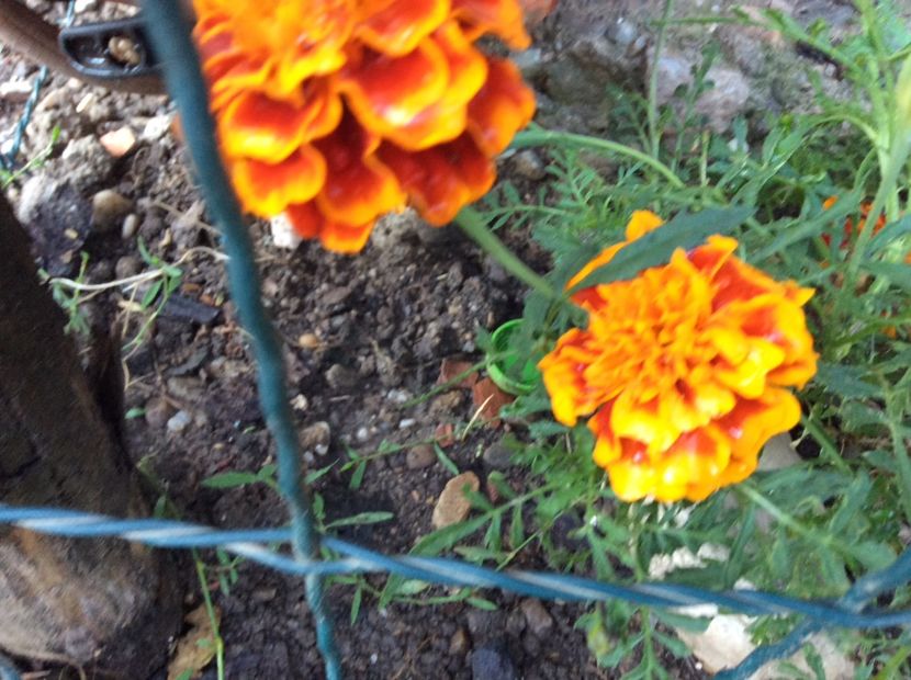 78871BC5-CA41-4087-BEDC-911D07717813 - Plante de gradina 2018