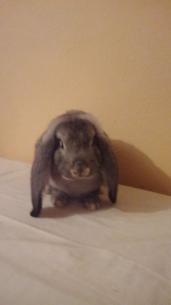  - MASCUL BG CHINCHILA
