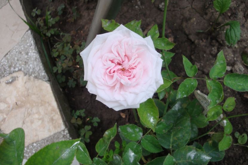  - Souvenir de la Malmaison