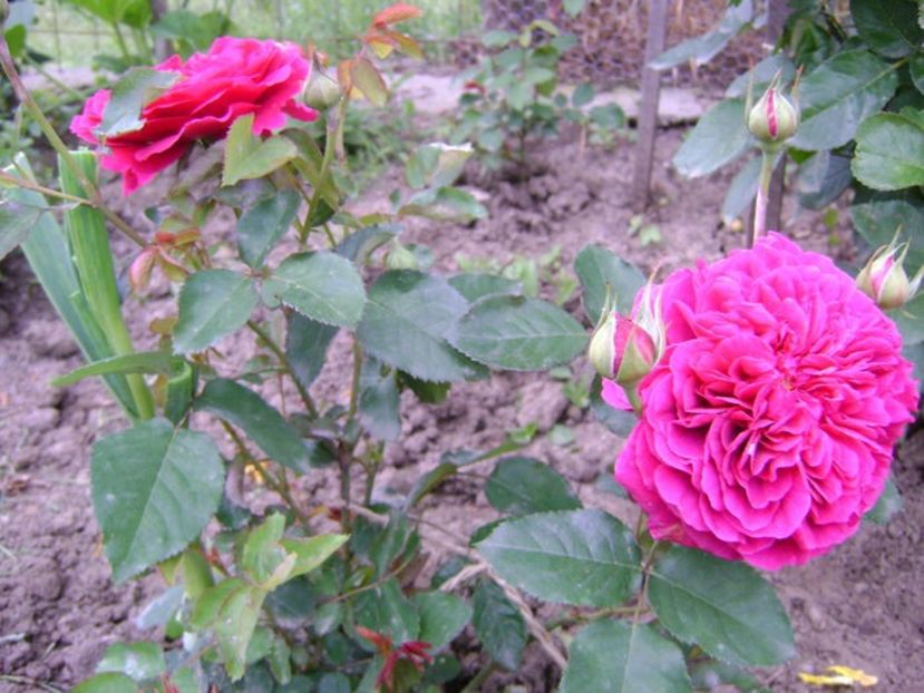  - Wiliam shakespeare