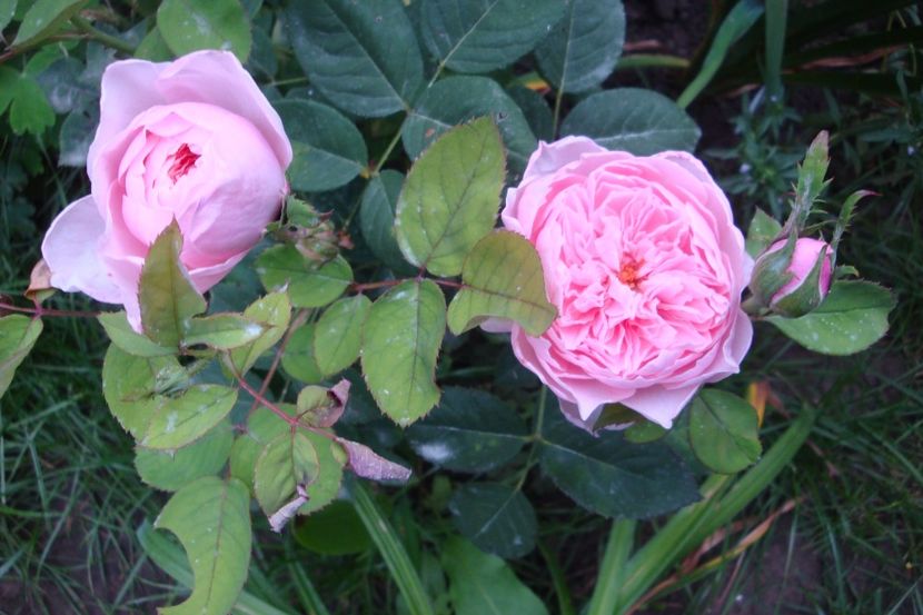  - The Alnwick Rose