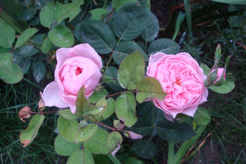  - The Alnwick Rose