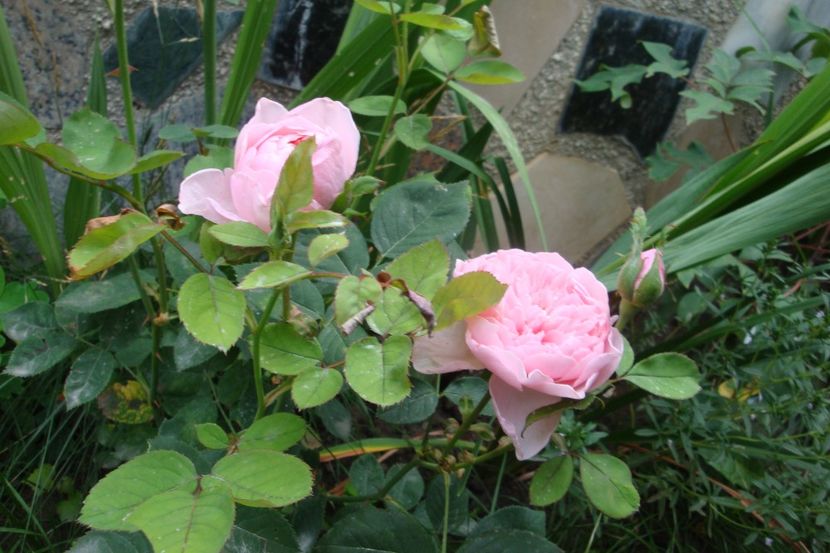  - The Alnwick Rose