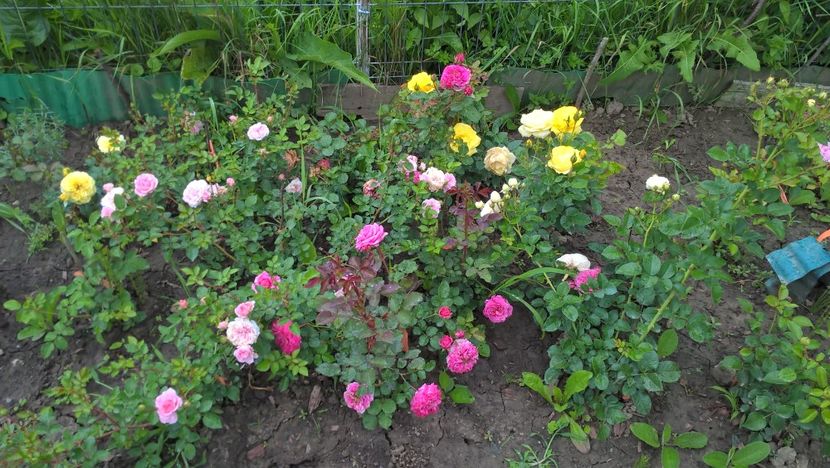  - Trandafiri prinsi sub PET in toamna lui 2017