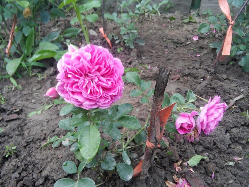  - Trandafiri prinsi sub PET in toamna lui 2017