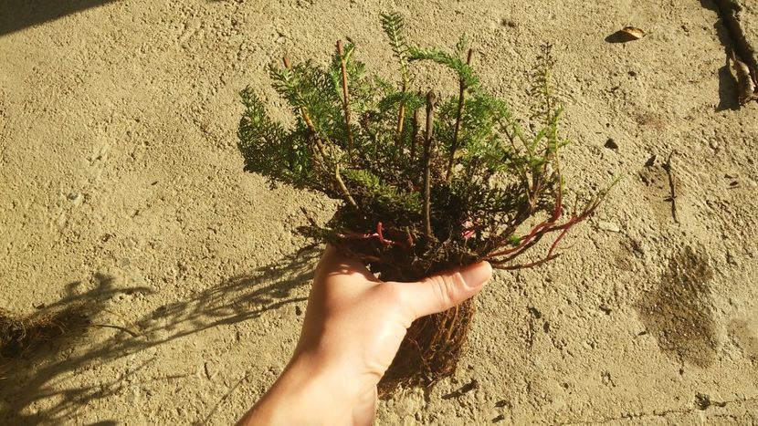 achillea 6 - Plante Achillea - Coada Soricelului Ornamentala de vanzare