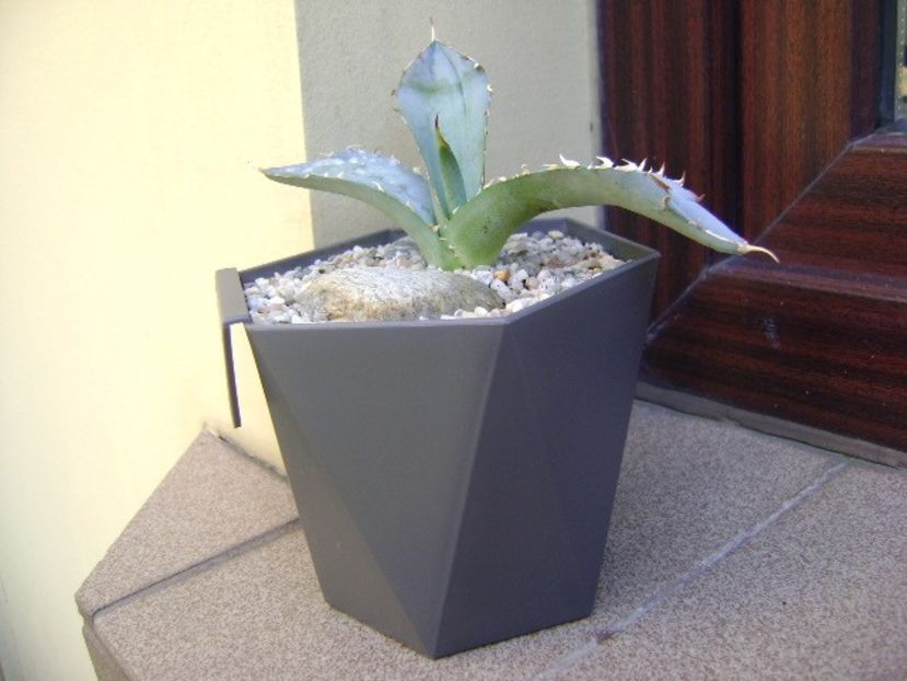 Agave titanota cv. White Ice - Agave si Yucca 2018