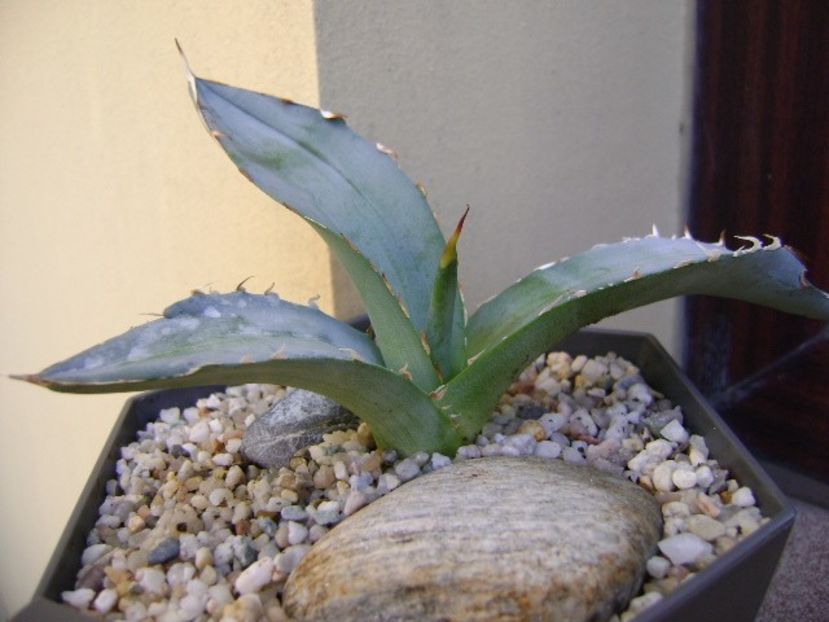 Agave titanota cv. White Ice - Agave si Yucca 2018