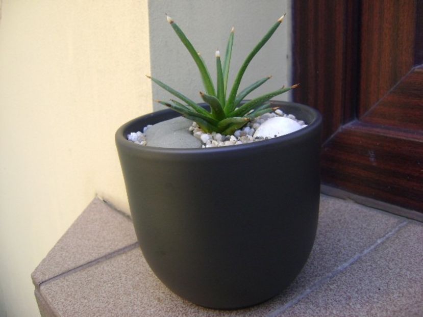 Agave albopilosa - Agave si Yucca 2018