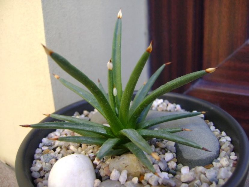 Agave albopilosa - Agave si Yucca 2018