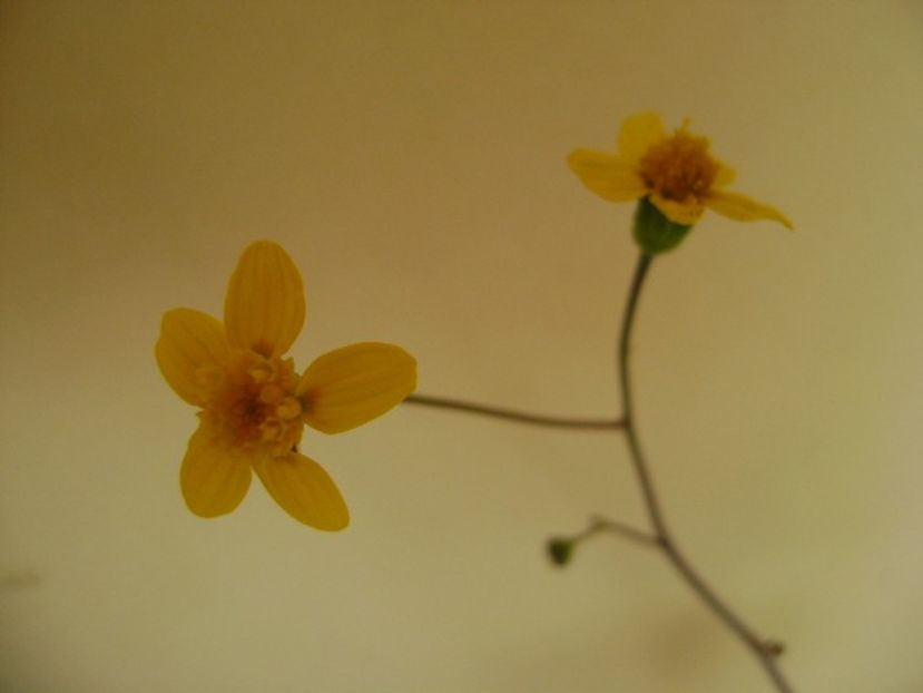 Othonna triplinervia - Caudiciforme si bulbi 2018