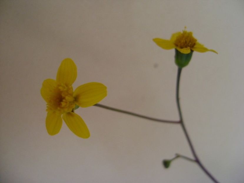 Othonna triplinervia - Caudiciforme si bulbi 2018